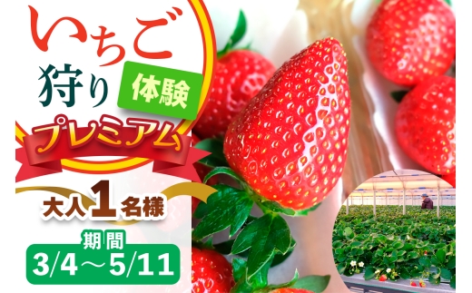 [3月4日から5月11日] いちご狩り体験プレミアム 大人1名様 奈良のブランド (ならあかり・古都華・あすかルビー)｜イチゴ農園 果物 フルーツ 親子 体験チケット いちご狩り農園 奈良県 [3061]