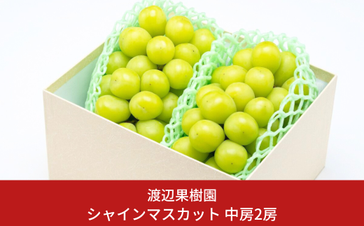 中房シャインマスカット2房 (約1kg) 令和7年度 贈答用 シャインマスカット 新潟県 三条市産 ぶどう [渡辺果樹園] 【018S031】