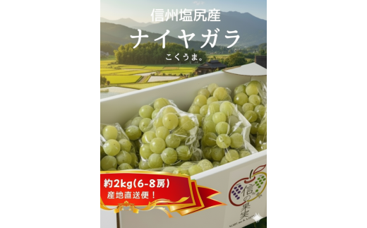 信州塩尻産　こくうま ナイヤガラ　2kg　（6房～8房　生食用） | ナイヤガラ ナイアガラ こくうま 高級 生食用 完熟 ぶどう 葡萄 ブドウ くだもの 果物 フルーツ  長野県 塩尻市 2309602 - 長野県塩尻市