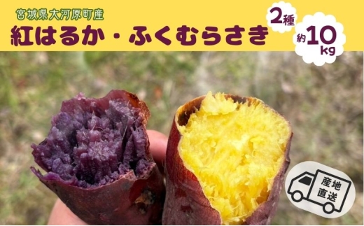 さつまいも 約10kg 2種詰合せ 紅はるか ふくむらさき サツマイモ 宮城県産 甘い 秋 冬 スイーツ 産地直送 宮城県 大河原町 2315507 - 宮城県大河原町