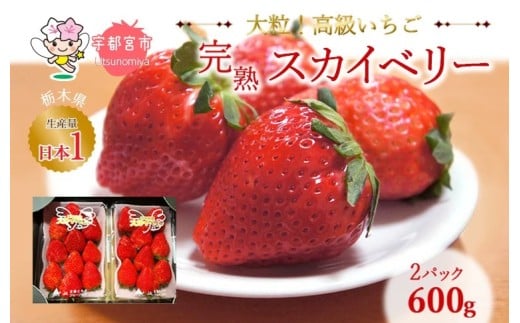 【1月発送】高級いちご 完熟スカイベリー2パック 600g ｜ いちご 栃木  スカイベリー 甘い 糖度 旬 新鮮 フルーツ 果物 アレンジ スイーツ いちごジャム フルーツサンド 贈答用 プレゼント ※2025年12月下旬～2026年3月下旬頃に順次発送予定 ※沖縄・離島への配送不可 2143776 - 栃木県宇都宮市