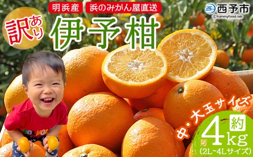 ＜訳あり 伊予柑 約4kg 浜のみかん屋 直送＞ 中 大玉 2L～4L ワケアリ イヨカン いよかん 家庭用 果物 フルーツ おいしい 甘い 柑橘類 明浜産 ご自宅用 特産品 愛媛県 西予市【常温】『2026年1月中旬～2月上旬迄に順次出荷予定』