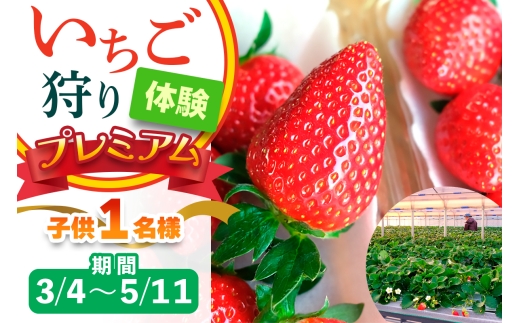 [3月4日から5月11日] いちご狩り体験プレミアム 子供1名様 奈良のブランド (ならあかり・古都華・あすかルビー)｜イチゴ農園 果物 フルーツ 親子 体験チケット いちご狩り農園 奈良県 [3062]