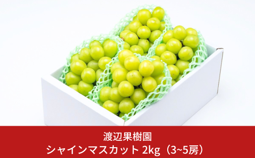シャインマスカット2kg (3~5房) 令和7年度 贈答用 シャインマスカット 新潟県 三条市産 ぶどう [渡辺果樹園] 【034S008】