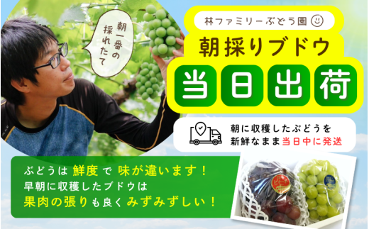 岡山県真庭市 林ファミリーぶどう園 朝に収穫したブドウを新鮮なまま当日出荷