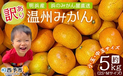 ＜訳あり 温州みかん 約5kg＞ 小玉 中玉 明浜産 果物 フルーツ 蜜柑 うんしゅうみかん ウンシュウミカン 柑橘 家庭用 浜のみかん屋 直送 愛媛県 西予市【常温】『2025年11月上旬～12月中旬迄に順次出荷』 1542201 - 愛媛県西予市
