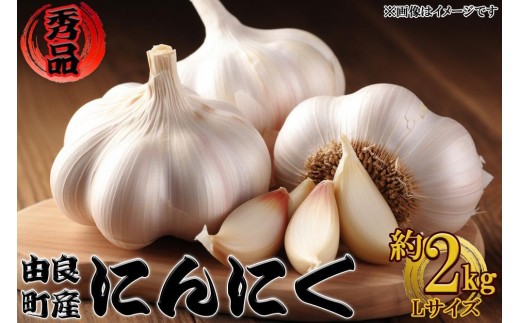 由良町産にんにく 秀品  Ｌサイズ  約2kg(1kg×2)【SL19】 2083337 - 和歌山県九度山町