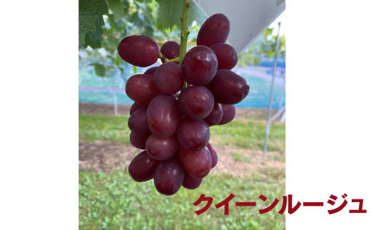 信州伊那産ぶどう3種食べ比べセット（1.5kg以上）シャインマスカット　クイーンルージュ(R)　マイハート｜ぶどう ぶどう詰合せ 葡萄 セット ぶどう食べ比べ 2種セット シャインマスカット クイーンルージュ マイハート 種なし ぶどう高級 フルーツ ギフト フルーツ 旬のフルーツ 伊那市 長野県産 【014-48】 2305057 - 長野県伊那市