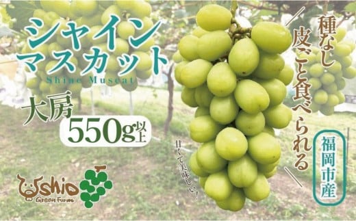 【2026年8月以降順次発送】福岡市産シャインマスカット【北海道・沖縄・離島配送不可】 577413 - 福岡県福岡市