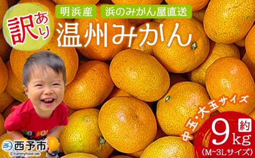 <訳あり 温州みかん 約9kg> 中玉 大玉 明浜産 果物 フルーツ 蜜柑 うんしゅうみかん ウンシュウミカン 柑橘 家庭用 浜のみかん屋 直送 愛媛県 西予市【常温】『2025年11月上旬~12月中旬迄に順次出荷』 288153 - 愛媛県西予市