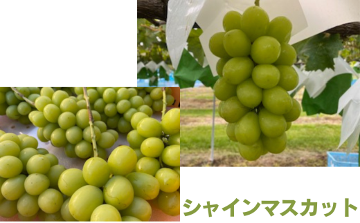 信州伊那産ぶどう２種詰合せセット（1.5kg以上）シャインマスカット　雄宝｜ぶどう ぶどう詰合せ 葡萄 セット ぶどう食べ比べ 2種セット シャインマスカット 雄宝 種なし ぶどう高級 フルーツ ギフト フルーツ 旬のフルーツ 伊那市 長野県産 【022-18】 2305054 - 長野県伊那市