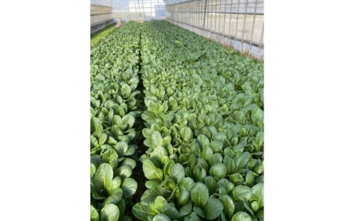 訳あり　季節の野菜セット4～6品詰め合わせ【1613720】