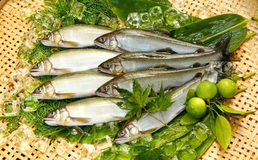 日野川育ちの「夏香鮎」瞬間冷凍1kg(約12～14尾）