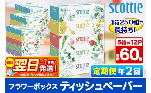 《6ヶ月ごとに2回お届け》定期便 ティッシュペーパー スコッティ フラワーボックス250組 60箱(5箱×12パック) ティッシュ  最短翌日発送 1350179 - 秋田県秋田市