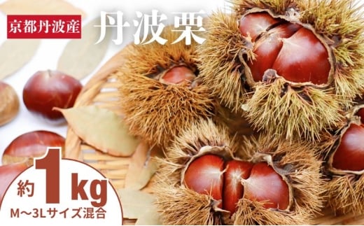 [№5334-0694]丹波栗 1kg M～3L  サイズ 京都 丹波産 南丹市 大粒 生栗 和栗 国産 丹波栗 2317809 - 京都府南丹市