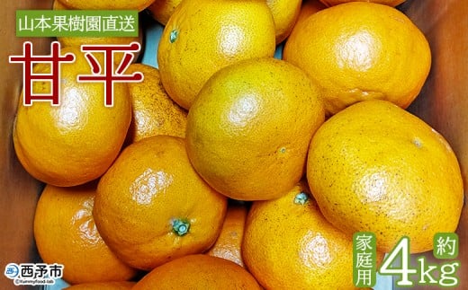 ＜甘平 約4kg 家庭用＞ 果物 くだもの オレンジ フルーツ かんぺい カンペイ 柑橘 みかん ミカン 蜜柑 季節限定 期間限定 食べて応援 特産品 産地直送 山本果樹園 西宇和 三瓶産 愛媛県 西予市【常温】『2026年2月上旬～2月下旬迄に順次出荷予定』 638304 - 愛媛県西予市