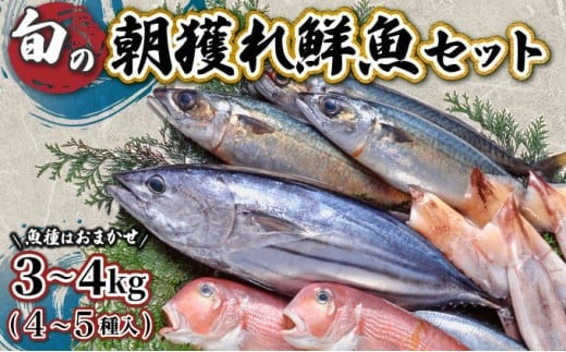 KU070[先行予約受付中]宮崎県串間産 朝獲れ鮮魚セット計約3〜4kg(4〜5種) 定置網による厳選「朝獲れ鮮魚」を漁師直送! [合同会社Houryoumaru]