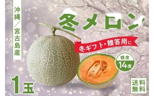 【琉球マルシェ】毎年大好評！沖縄県宮古島産 冬メロン（大玉１玉）贈答用 冬のギフト 808833 - 沖縄県宮古島市
