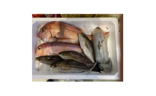 八幡浜発＜有田鮮魚店オリジナル鮮魚ボックス＞＜F93-1＞【1651391】 2317828 - 愛媛県八幡浜市