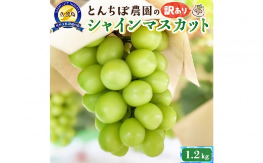 佐渡産シャインマスカット訳あり1.2kg（2〜3房） 2317339 - 新潟県佐渡市