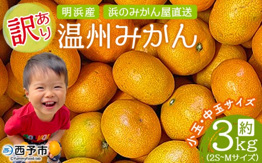 ＜訳あり 温州みかん 約3kg＞ 小玉 中玉 明浜産 果物 フルーツ 蜜柑 うんしゅうみかん ウンシュウミカン 柑橘 家庭用 浜のみかん屋 直送 愛媛県 西予市【常温】『2025年11月上旬～12月中旬迄に順次出荷』 1542200 - 愛媛県西予市