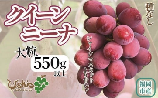 【2026年8月以降順次発送】福岡市産クイーンニーナ550g1房【北海道・沖縄・離島発送不可】