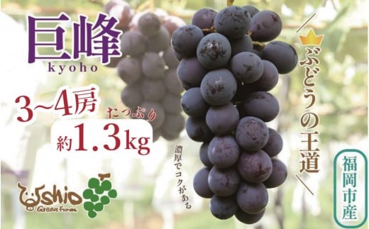 【2026年8月以降順次発送】福岡市産巨峰1300g3～4房【北海道・沖縄・離島発送不可】 1010138 - 福岡県福岡市