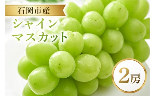 シャインマスカット 2房 マスカット ぶどう ブドウ フルーツ 果物 くだもの 茨城県 石岡市 A38-002 2302946 - 茨城県石岡市