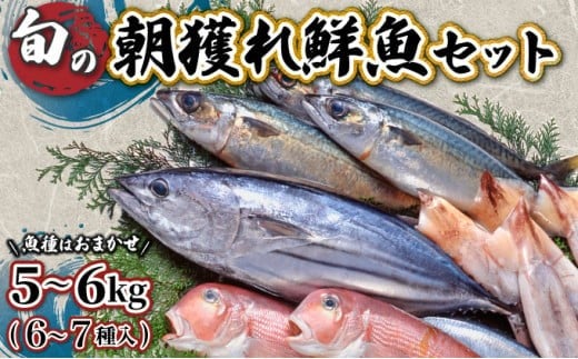 KU072[先行予約受付中]宮崎県串間産 朝獲れ鮮魚セット計約5〜6kg(6〜7種) 定置網による厳選「朝獲れ鮮魚」を漁師直送! [合同会社Houryoumaru]