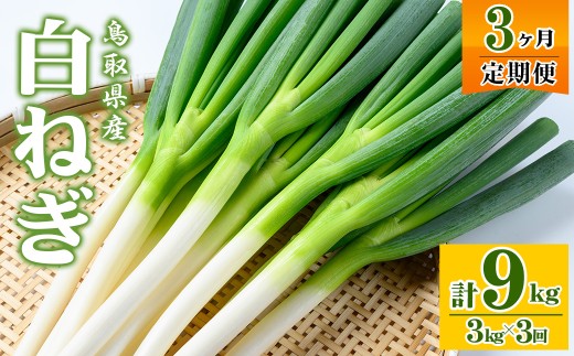 ＜先行予約受付中！11月上旬～4月下旬発送予定＞白ねぎ(3kg/定期便3回・計9kg)【sm-DT004】【河岡農園】
