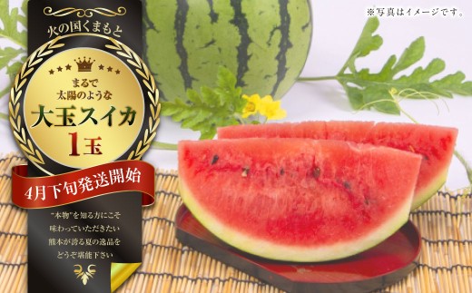 まるで火の国くまもとの太陽のような大玉スイカ1玉(熊本県産)