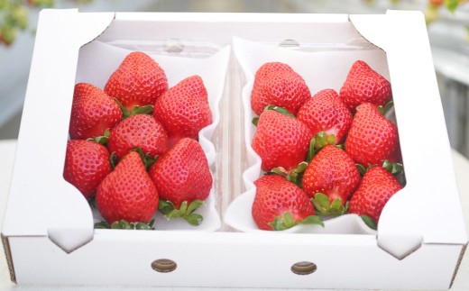【5回定期便】よかもんいちご 2品種食べ比べセット
