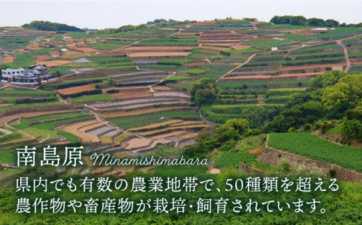 野菜 定期便