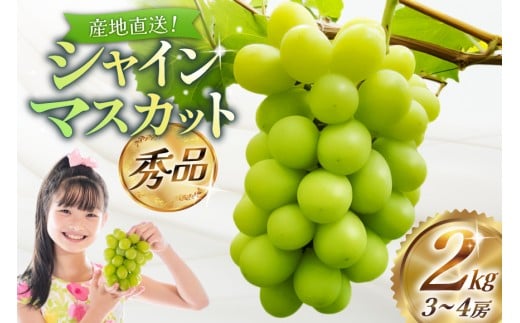【期間限定発送】【2026年発送】 シャインマスカット 秀品 2kg (約3〜4房) [齋藤農園 山形県 高畠町 tk06bgt070000] ぶどう ブドウ 葡萄 マスカット フルーツ 果物 くだもの 産地直送 農家直送 冷蔵 果実