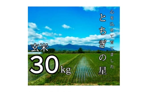 令和7年産 とちぎの星 玄米 30kg【1628168】