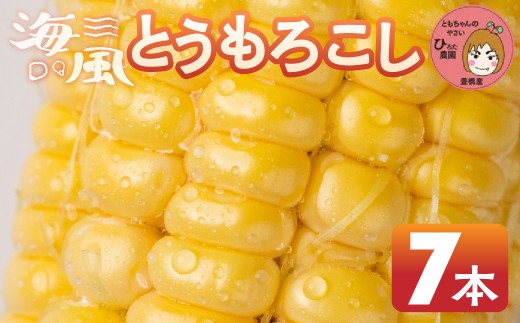 ≪先行予約≫ 令和8年産（2026年収穫）黄色とうもろこし 7本 直売所で大人気！ 愛知県 豊橋市 夏野菜 野菜 ミネラルたっぷり 海風そだち 潮風 BBQ 家族で 大容量 豊橋 ともちゃんのやさい