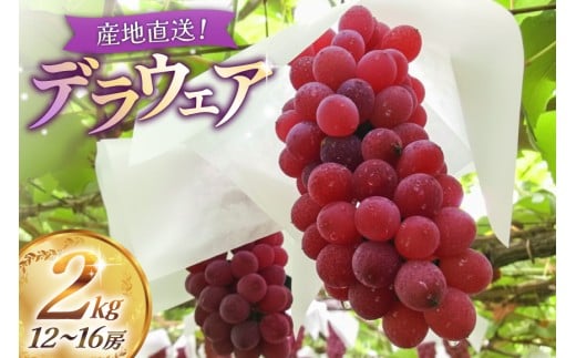 【期間限定発送】【2026年発送】 デラウェア 2kg (約12〜16房) [齋藤農園 山形県 高畠町 tk06bgt070001] ぶどう 種無し ブドウ 葡萄 くだもの 果物 フルーツ 産地直送 農家直送