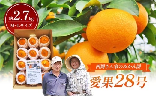 【数量限定】「愛果28号」M～Lサイズ 約2.7kg ネット包み平箱１段 〈愛果28号 みかん 柑橘 甘い ゼリー 愛媛 砥部町 産地直送 高級[№5310-0244] 1423553 - 愛媛県砥部町