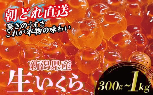 [朝どれ直送] 生イクラ 選べる 300g 500g 1kg 令和7年産 いくら 鮭 生いくら 海鮮 鮮魚 朝どれ 朝採れ とれたて 国産 新潟県産 お正月 おせち 年末 年始 贈答 uomizushima001P