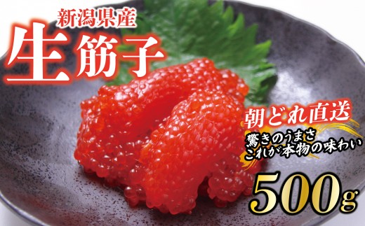 【朝どれ直送】筋子 生筋子 500g 令和7年産 いくら 鮭 生いくら 海鮮 鮮魚 朝どれ 朝採れ とれたて 国産 新潟県産 お正月 おせち 年末 年始 贈答 J51_02 1013707 - 新潟県新発田市