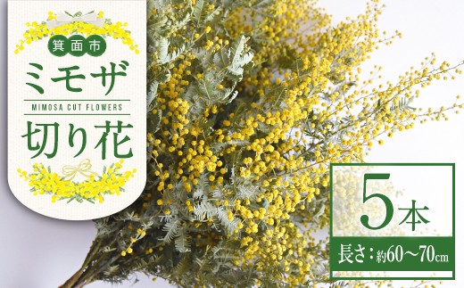 ＜ミモザの季節限定！2月上旬以降発送予定＞箕面産ミモザ切り花(5本)【m101-03】【ミモザの日inJAPAN推進箕面組織委員会】