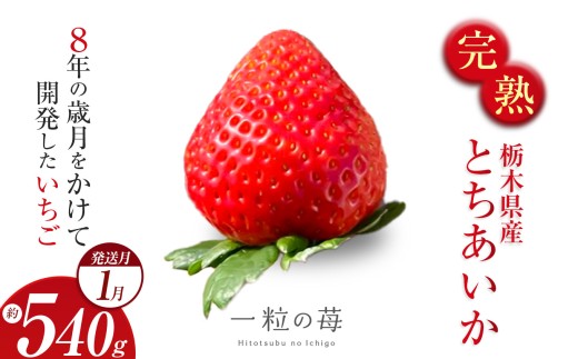 完熟いちご とちあいか 栃木県真岡市産 540g | 2026 年 先行予約 選べる 1月 いちご 苺 strawberry ストロベリー おいしい 甘い ジューシー 贈答用 プレゼント ご褒美 スイーツ おやつ 高評価 人気 レビュー 栃木県 真岡市 日本一 送料無料 2307980 - 栃木県真岡市