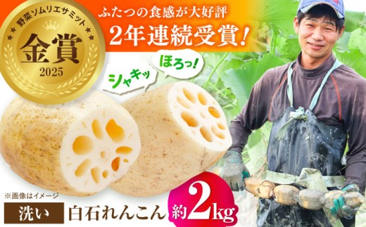 【2025年9月以降発送】＜野菜ソムリエサミット金賞受賞＞白石町産 絶品洗いれんこん約2kg【野中農園】佐賀県産 農家直送 直送 白石れんこん レンコン 蓮根 根菜 野菜 白石町産 高品質 九州 佐賀県 白石町 [IDC002] 2148086 - 佐賀県白石町
