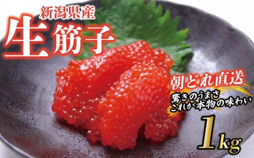 【朝どれ直送】筋子 生筋子 1kg 令和7年産 いくら 鮭 生いくら 海鮮 鮮魚 朝どれ 朝採れ とれたて 国産 新潟県産 お正月 おせち 年末 年始 贈答 J41_02 1013700 - 新潟県新発田市