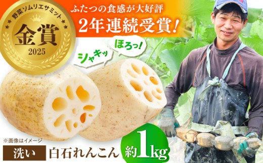【2025年9月以降発送】＜野菜ソムリエサミット金賞受賞＞白石町産 絶品洗いれんこん約1kg【野中農園】佐賀県産 農家直送 直送 白石れんこん レンコン 蓮根 根菜 野菜 白石町産 高品質 九州 佐賀県 白石町 [IDC001] 2148085 - 佐賀県白石町