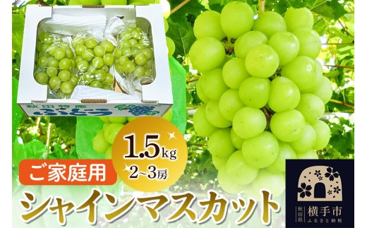 横手市産 シャインマスカット 約1.5kg（2～3房）ご家庭用 2319059 - 秋田県横手市