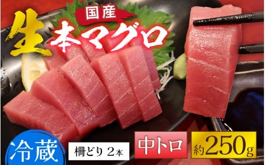 【冷蔵・指定日着可】生本マグロ中トロ 約250g 2～3人前 [A-066005] / 国産 まぐろ 鮪 さく 柵どり 冷蔵 真空パック ヘルシー 2人前 3人前 新鮮 刺身 丼 2298909 - 福井県福井市