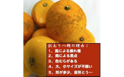 和歌山県和歌山市のふるさと納税 【訳あり】はっさく 和歌山産 八朔 10kg 【ご自宅用・サイズ不揃い・キズ等あり】