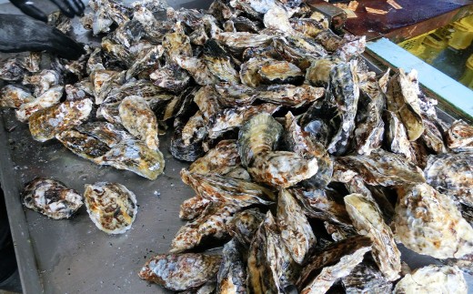 坂越産カキ 生食用 殻付 約2kg