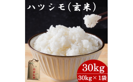 ＜先行予約＞令和7年産　岐阜県産ハツシモ(玄米) 30kg【1673355】